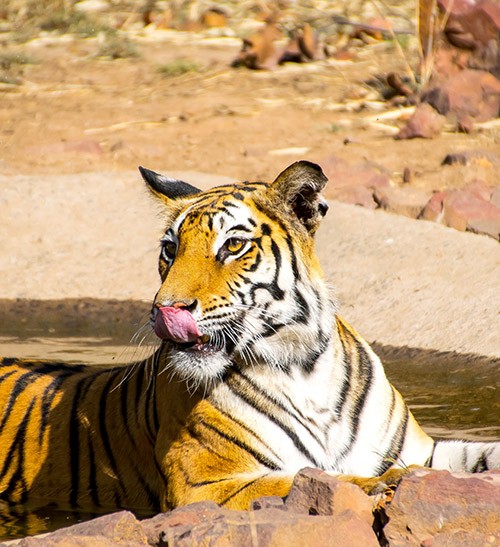 Bandhavgarh Wildlife