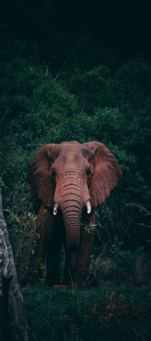 Wildlife and Adventure